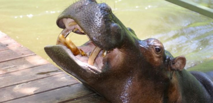 Jessica-the-hippo-1-560x373.jpg