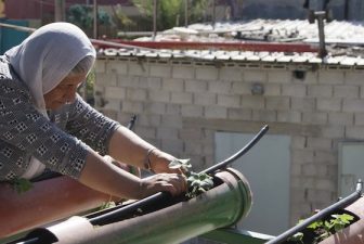 Refugee Camp in Bethlehem Sprouts Green Rooftops