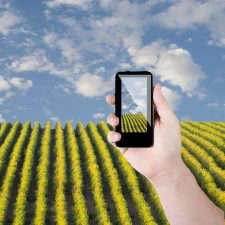 Could Phones Revolutionize Palestinian Agriculture?