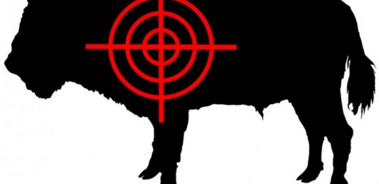 cow-syria-crossfire-560x3861.jpg