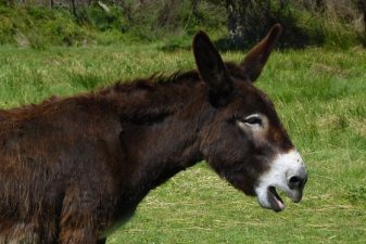 Wireless Donkeys Provide High-Tech Biblical Tours in Israel