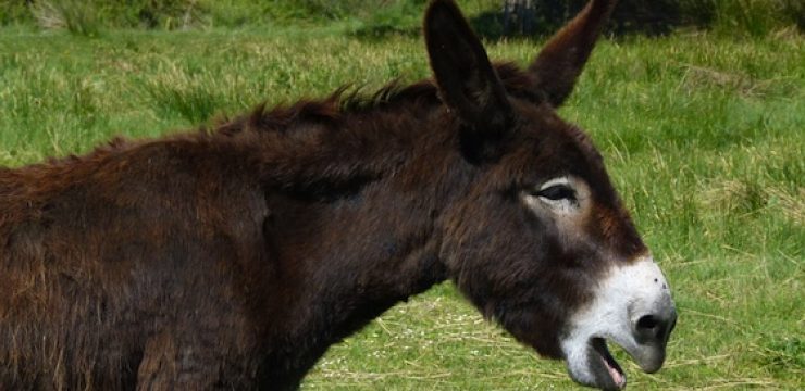 donkey-in-a-field.jpg