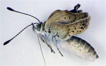 Mutant Fukushima Butterflies Should Discourage Middle East Nuclear