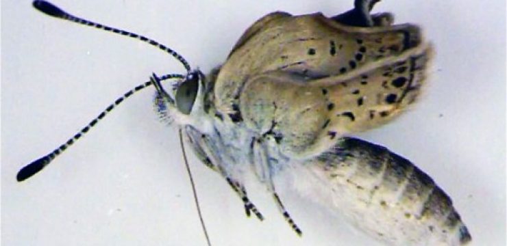 fukushima-mutant-butterfly.jpg