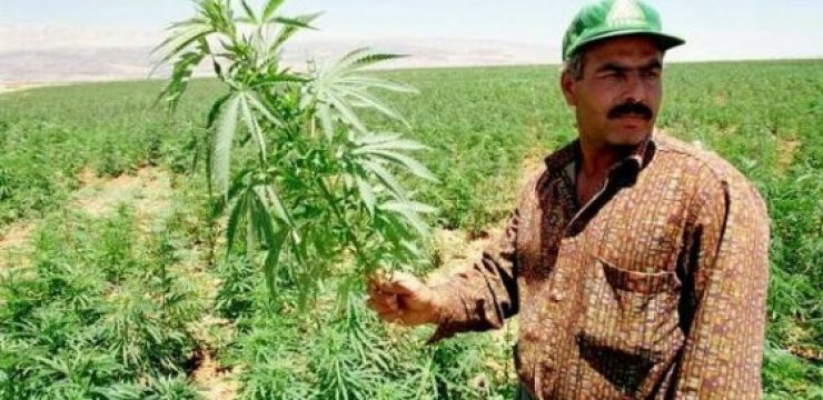 hash-hashish-lebanon-bekaa-valley-drugs.jpg
