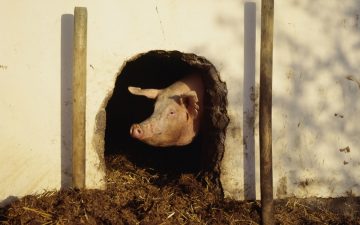 Pig Abuse Rampant in Kosher Israel