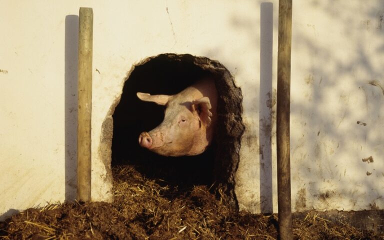 Pig Abuse Rampant in Kosher Israel