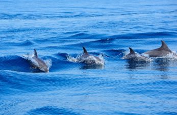 Why Dolphins Have Disappeared from Israel’s Shores