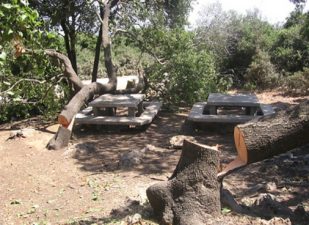 Vandals Target Ancient Oaks and Pines With Chainsaw in Israel