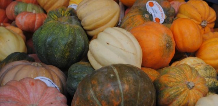 autumn-squashes-560x4021.jpg