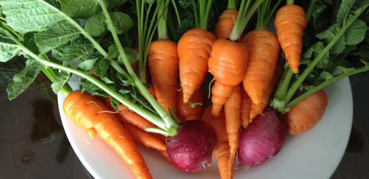carrots-and-radishs-it-all-grows.jpg
