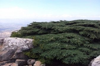 The Lebanese Cedar Survival Passes Tipping Point?