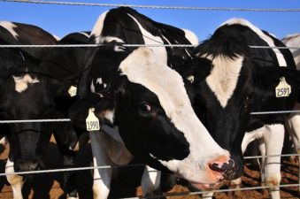 Israel’s 4MW Biogas Plant to Clean up After 14,000 Cows