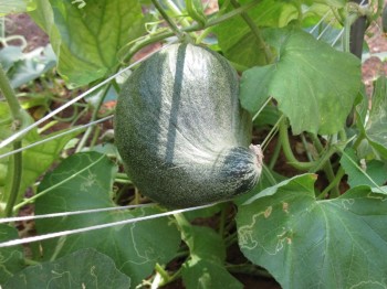 melon growing garden