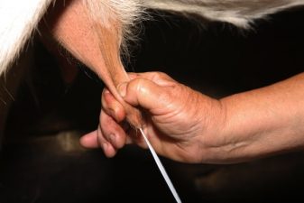 A Scorecard: Who Milks Israel’s Animals Humanely?