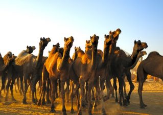 Australia Kills Nearly 400 Camels From the Sky