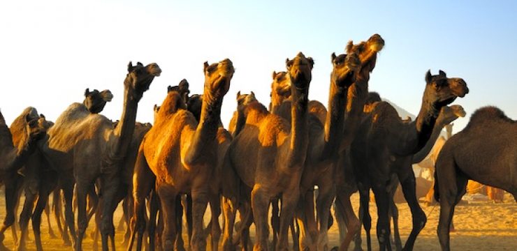 herd-of-camels.jpg