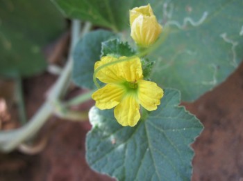 melon flowering garden
