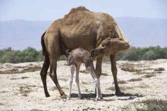 Camel milk and diabetes