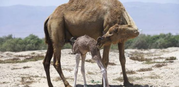 mother-newborn-camels.jpg