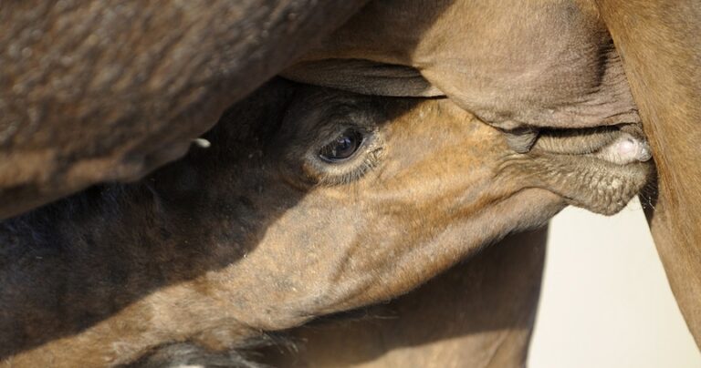 Camels for Milk and Look Who’s Buying