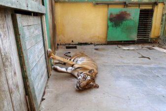 Egyptian zoo is a nightmare for animals