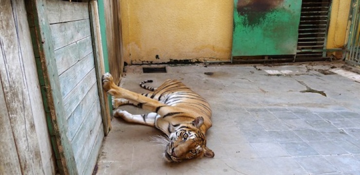 tiger-kafr-el-shaikh-zoo.jpg