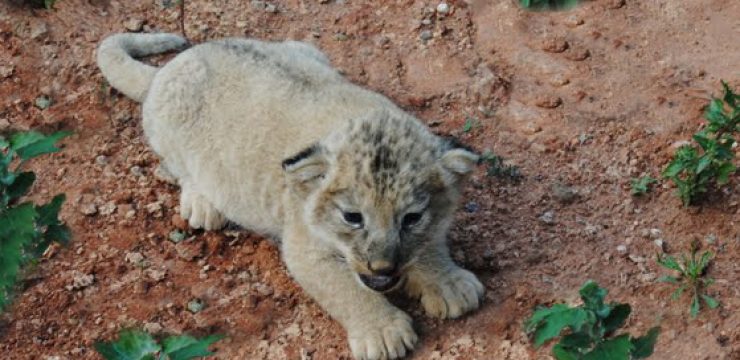 Atlas-Lion-Cub-Rabat-Zoo.jpg
