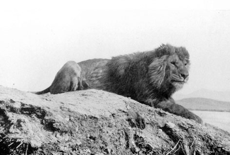 Barbary lion, Atlas Lion, Morocco, extinct species, gladiator lions, wildlife conservation