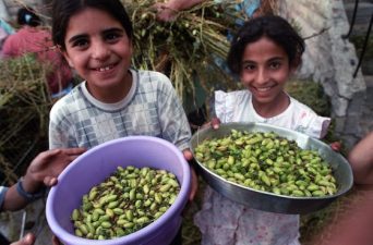 Arab Spring Countries Face Increased Risk of Food Price Shocks in 2013