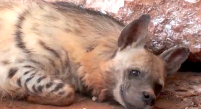Heart-wrenching Video of Two Hyenas Rescued from Lebanon