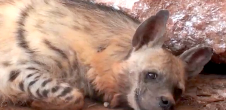 Striped-Hyena-Rescue-Lebanon.png