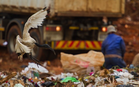 waste management, Gaza, recycling, methane gas, trash, health,