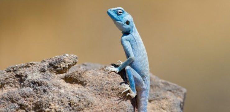 blue-agama-jordan.jpg