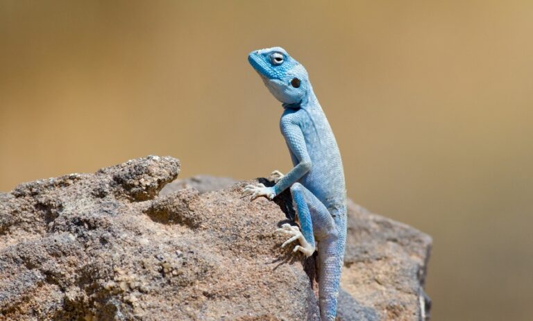 Animal Paparazzi for Jordan’s Endangered Animals