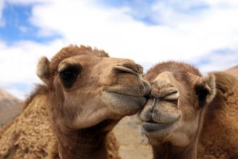 Camel Milk Chocolate and Mideast Dates Permeate Global Markets