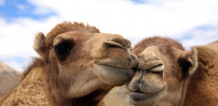 camel-couple-camel-milk.jpeg
