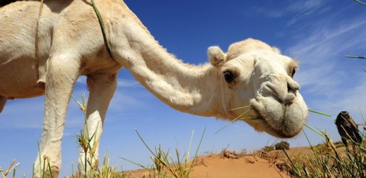 camel-drinking-water-desert.jpg