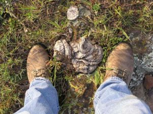 Wallboards from Waste Using Cow Pies
