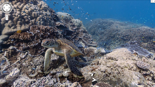 google maps street view under water sea turtle great barrier reef