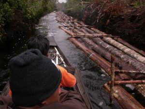UN Report: 90% of Illegal Logging May be Linked to Organised Crime