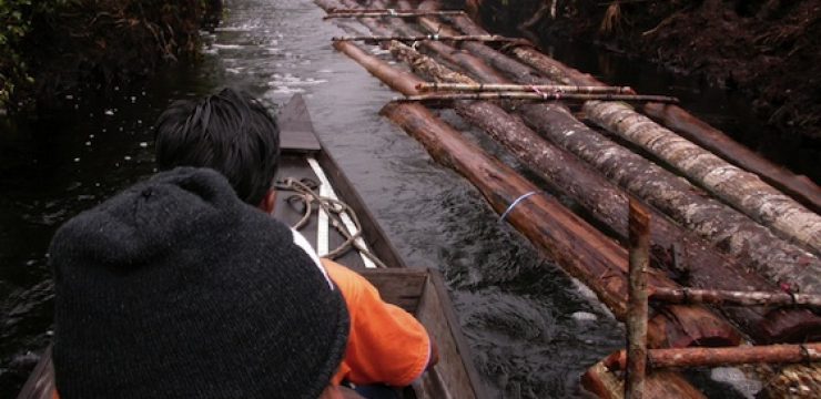 illegal-logging-UN-report-.jpg