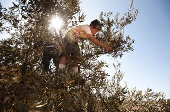 Mapping Palestine’s Environmental Civil Society – The Good, the Bad and the Uncooperative