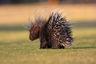 Serial Porcupine Hunter Gets Seven Months in Jail