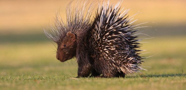 porcupine.jpg