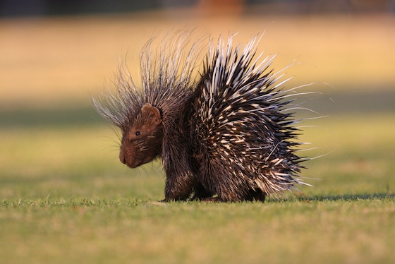 IUCN, Israel, serial porcupine hunter, wildlife conservation, anti-poaching law, animal rights