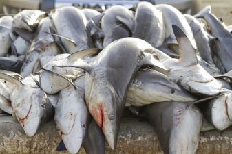 Thousands of Gulf Sharks Caught During Annual Fishing Ban