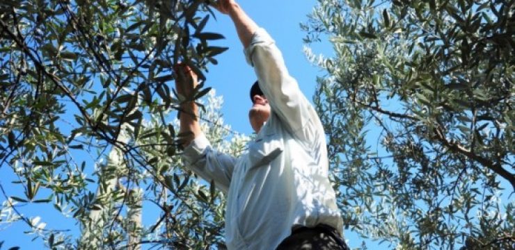 shutterstock_45626974-picking-olives-traditionally.jpg