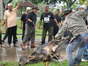 Angry Cow Murders Its Gazan Slaughterer During Muslim Eid Festival