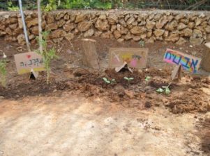 Gardening For Fruit With the Kids At Home